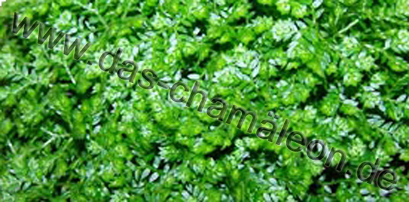 Moosfarn oder Selaginella